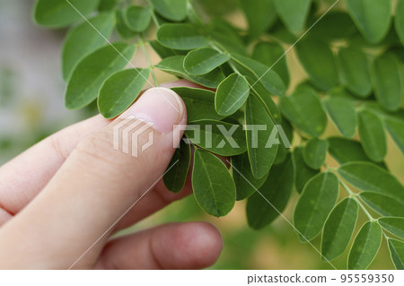 拿著辣木的手 拿著辣木的手 95559350