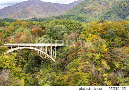 Scenery of autumn leaves Mikaeri Bridge in Naruko Gorge Osaki City, Miyagi Prefecture 95559465