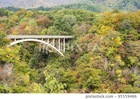 Scenery of autumn leaves Mikaeri Bridge in Naruko Gorge Osaki City, Miyagi Prefecture 95559466