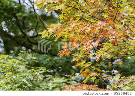 宮城縣大崎市秋葉鳴子峽 95559492