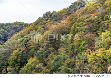 宮城縣大崎市秋葉鳴子峽 宮城縣大崎市秋葉鳴子峽 95559493
