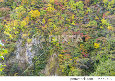 Scenery of autumn leaves Naruko Gorge in autumn Osaki City, Miyagi Prefecture 95559509