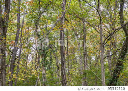 Scenery of autumn leaves Naruko Gorge in autumn Osaki City, Miyagi Prefecture 95559510
