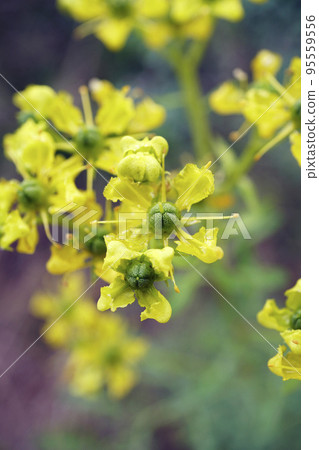 A yellow herb of grace flower with small flowers 95559556