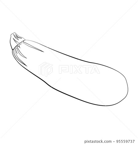 Zucchini with a thin line. Vector on a white background Zucchini with a thin line. Vector on a white background 95559737