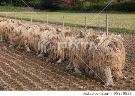 蝦虎魚掛 蝦虎魚掛 95559828