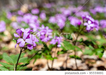 First spring forest flowers, Cardamine Dentaria bulbifera, selective focus. Purple and lilac forest flowers. Beautiful spring floral background First spring forest flowers, Cardamine Dentaria bulbifera, selective focus. Purple and lilac forest flowers. Beautiful spring floral background 95559891