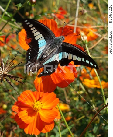 Kivana波斯菊和swallowtail蝴蝶 95560220