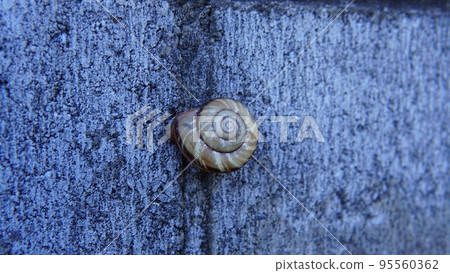 A snail waiting for rain on the wall 95560362