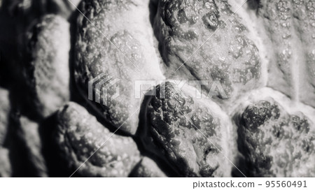 Abstract mystic background beauty nature wallpaper. Real photo close macro sugar custard apple annona exotic tropical fruit. Oval scaly skin texture surface rough. Black white grey contrast color Abstract mystic background beauty nature wallpaper. Real photo close macro sugar custard apple annona exotic tropical fruit. Oval scaly skin texture surface rough. Black white grey contrast color 95560491