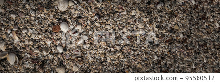 BANNER Close-up seashells on beach sand summer day. Abstract ocean background pattern collection BANNER Close-up seashells on beach sand summer day. Abstract ocean background pattern collection 95560512