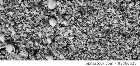 BANNER Close-up seashells on beach sand summer day. Abstract ocean background pattern collection BANNER Close-up seashells on beach sand summer day. Abstract ocean background pattern collection 95560525