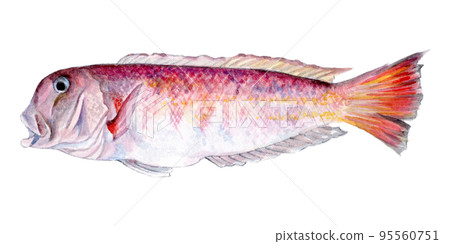 Hand-painted watercolor painting of white tilefish 95560751