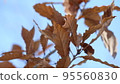 autumn 95560830