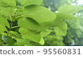 leaf  95560831