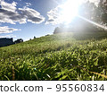 Grass and blue sky 95560834