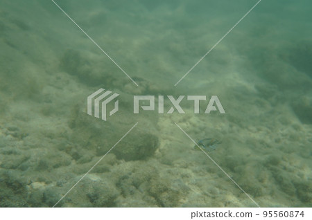 Sea of the Kerama islands Sea of the Kerama islands 95560874