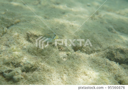 Sea of the Kerama islands Sea of the Kerama islands 95560876