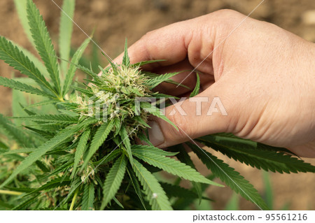 Farmer controlling quality of blooming Marijuana. Organic Cannabis Sativa Female Plants with CBD 95561216