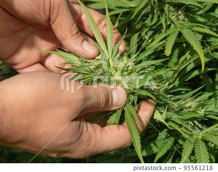 Farmer controlling quality of blooming Marijuana. Organic Cannabis Sativa Female Plants with CBD Farmer controlling quality of blooming Marijuana. Organic Cannabis Sativa Female Plants with CBD 95561218