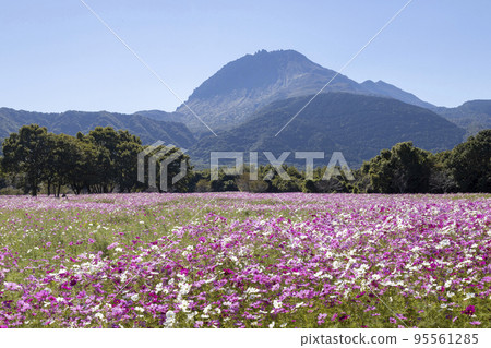 Cosmos field at Shimabara Hibariyama Flower Park 95561285