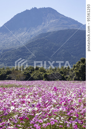 島原雲山花卉公園的波斯菊田 島原雲山花卉公園的波斯菊田 95561293