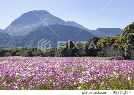 島原雲山花卉公園的波斯菊田 95561294