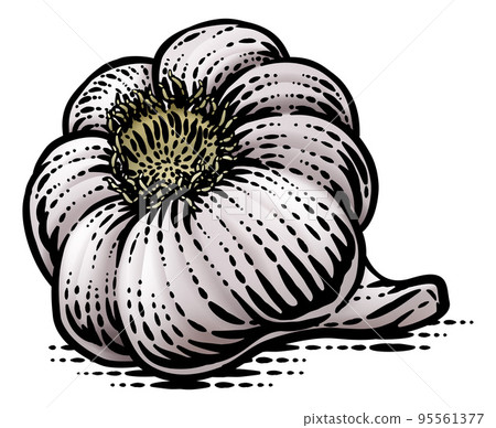 Garlic Vegetable Vintage Woodcut Illustration 95561377