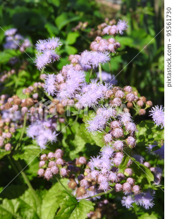 Eupatorium flower Eupatorium flower 95561730