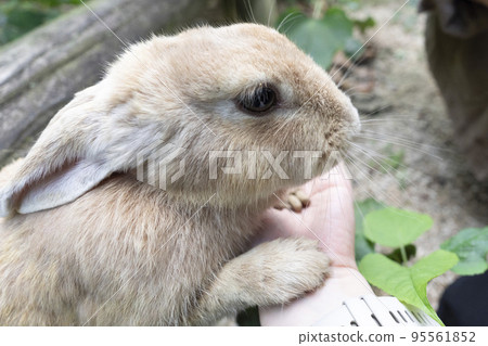 cute hare on hand cute hare on hand 95561852