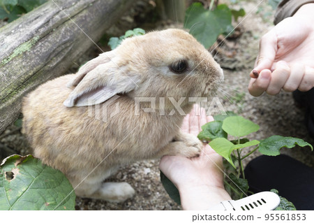 Cute hare eating food Cute hare eating food 95561853