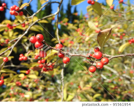 Ilex serrata fruit Ilex serrata fruit 95561954