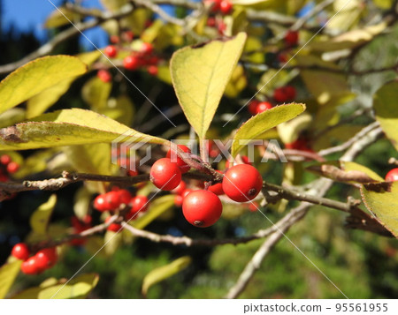 Ilex serrata fruit Ilex serrata fruit 95561955