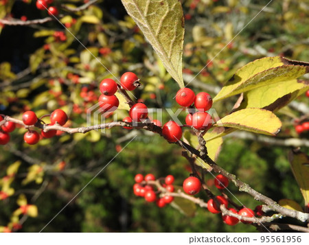 Ilex serrata fruit Ilex serrata fruit 95561956