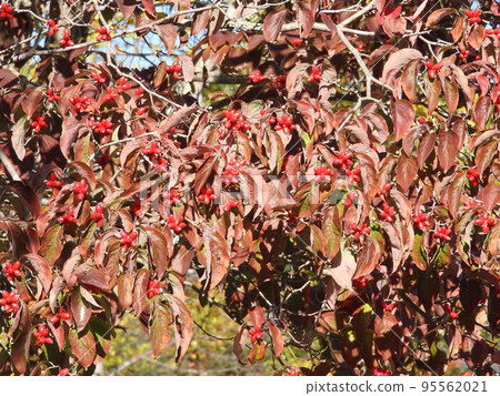 Dogwood fruits and leaves colored bright red 95562021