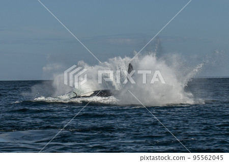 Right whale tail, Peninsula Valdes, Argentina 95562045