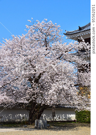 Sakurakei Fukuchiyama Castle 95562051