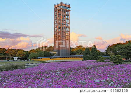 Hamanako Garden Park with cosmos in full bloom 95562166