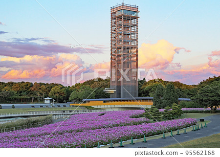 盛開的波斯菊濱名湖花園公園 盛開的波斯菊濱名湖花園公園 95562168