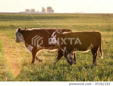 Cattle looking to the camera, Patagonia, Argentina Cattle looking to the camera, Patagonia, Argentina 95562183