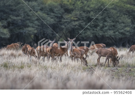 Female Red deer herd in La Pampa, Argentina, Parque Luro Nature Reserve 95562408