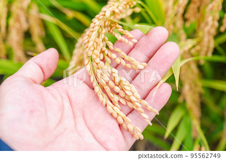 Nagano Prefecture Original Rice Kaze Sayaka Nagano Prefecture Original Rice Kaze Sayaka 95562749