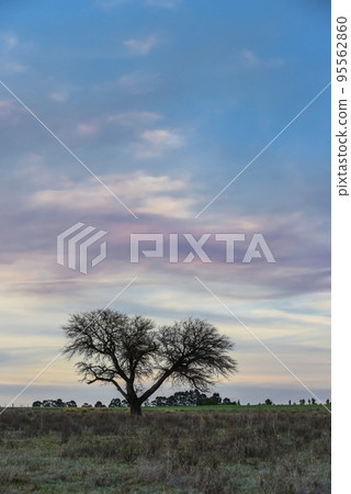 Pampas sunset landscape, La pampa, Argentina 95562860