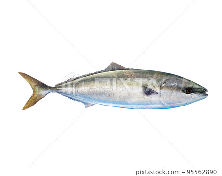 黃尾魚, 魚, 生魚片, Nuki 95562890