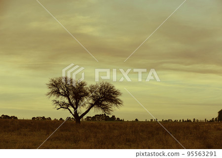 Pampas sunset landscape, La pampa, Argentina 95563291