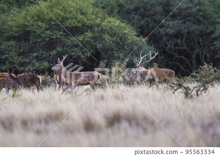 Female Red deer herd in La Pampa, Argentina, Parque Luro Nature Reserve 95563334