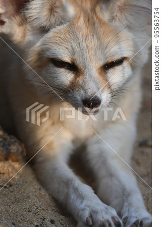 Fennec 41 95563754