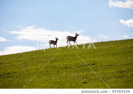 [Wakkanai City, Hokkaido] Japan's Northernmost Point Soya Hills October 95564109