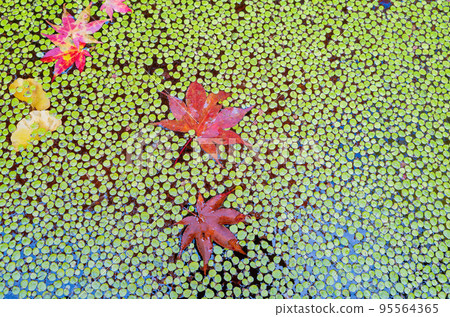 Beautiful fall color in the Jojakko-ji Temple 95564365