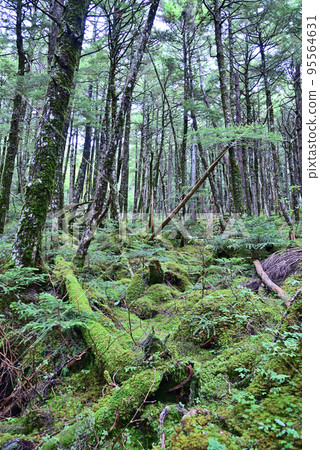 North Yatsugatake moss forest scenery North Yatsugatake moss forest scenery 95564631